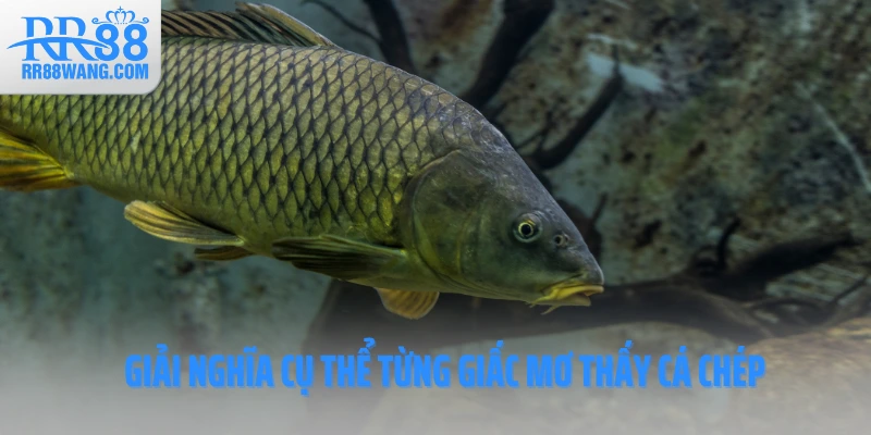 Giải nghĩa cụ thể từng giấc mơ thấy cá chép Giải nghĩa cụ thể từng giấc mơ thấy cá chép