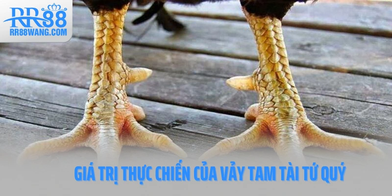 Giá trị thực chiến của vảy Tam Tài Tứ Quý